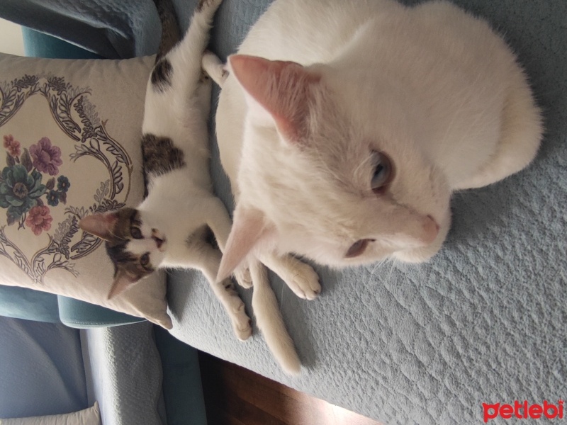 Ankara Kedisi, Kedi  Miya fotoğrafı