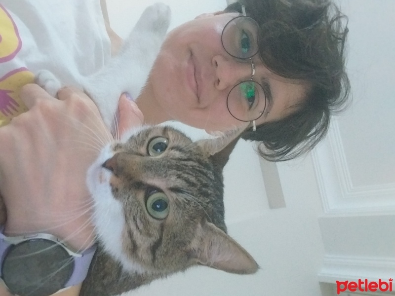 Tekir Kedi, Kedi  Zilli fotoğrafı
