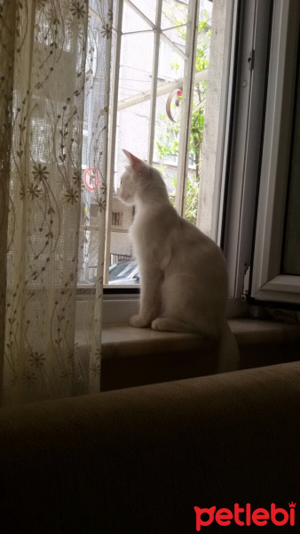 Van Kedisi, Kedi  Pamuk fotoğrafı