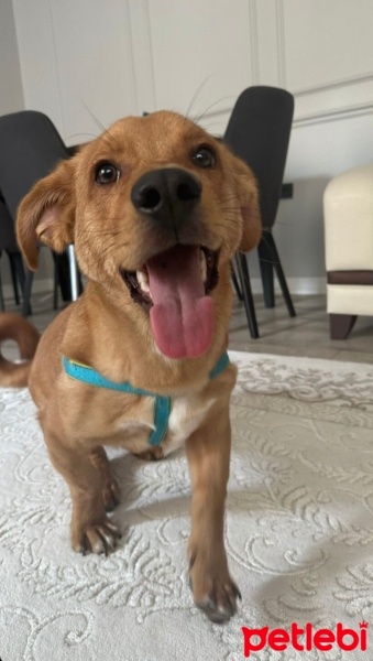 Labrador Retriever, Köpek  Miya fotoğrafı