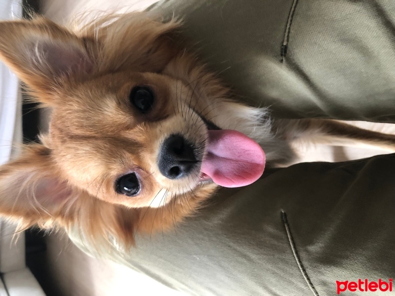 Chihuahua, Köpek  Queen fotoğrafı