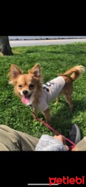 Chihuahua, Köpek  Queen fotoğrafı