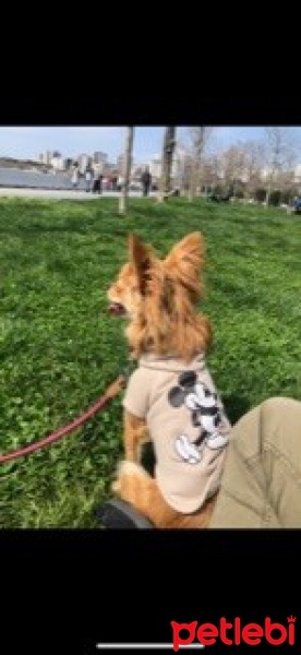 Chihuahua, Köpek  Queen fotoğrafı