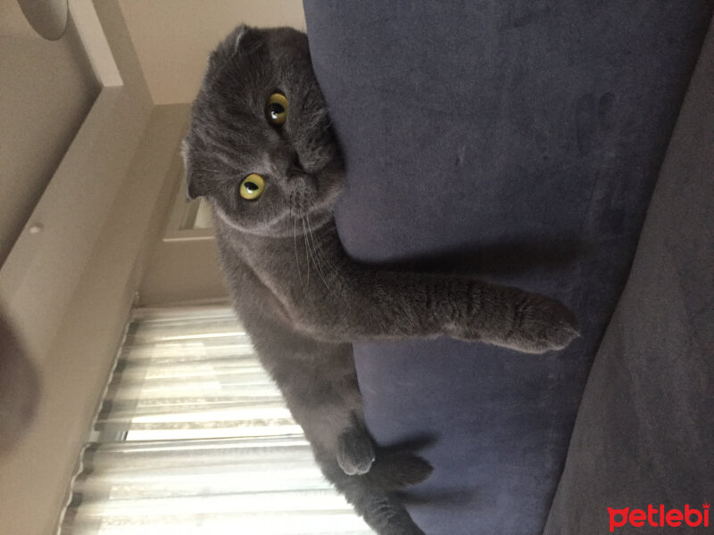 Scottish Fold, Kedi  Mujgan fotoğrafı