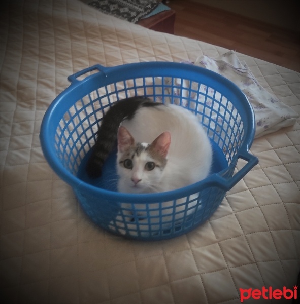 Tekir Kedi, Kedi  Pamuk fotoğrafı