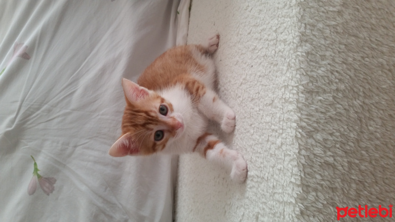 Tekir Kedi, Kedi  Tarçın  fotoğrafı