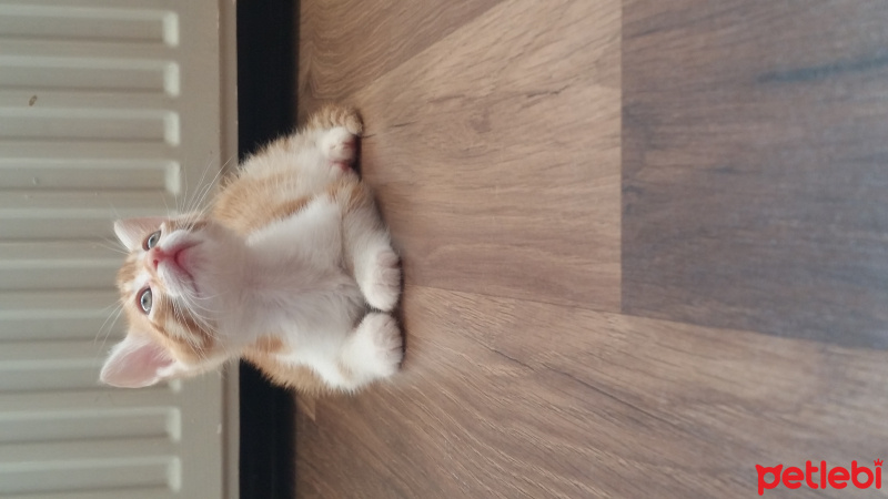 Tekir Kedi, Kedi  Tarçın  fotoğrafı
