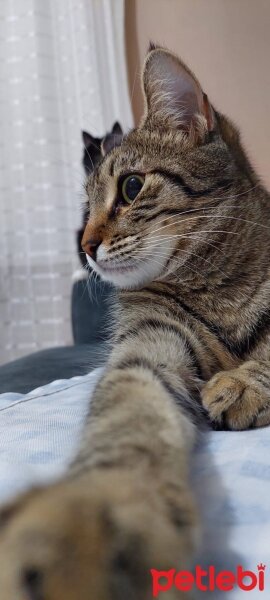 Tekir Kedi, Kedi  Lily fotoğrafı