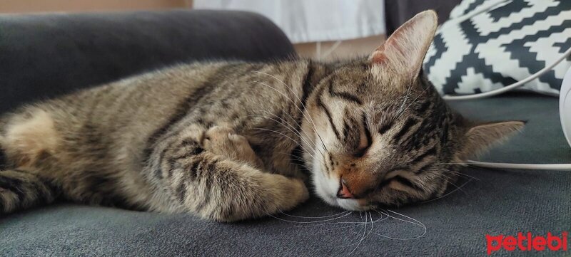 Tekir Kedi, Kedi  Lily fotoğrafı