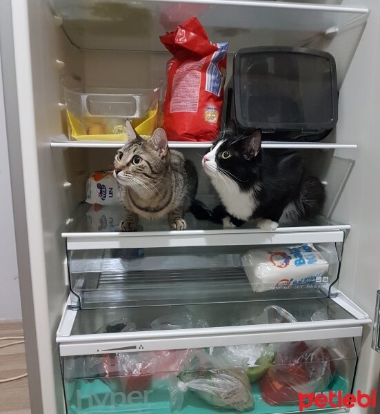 Tekir Kedi, Kedi  Lily fotoğrafı