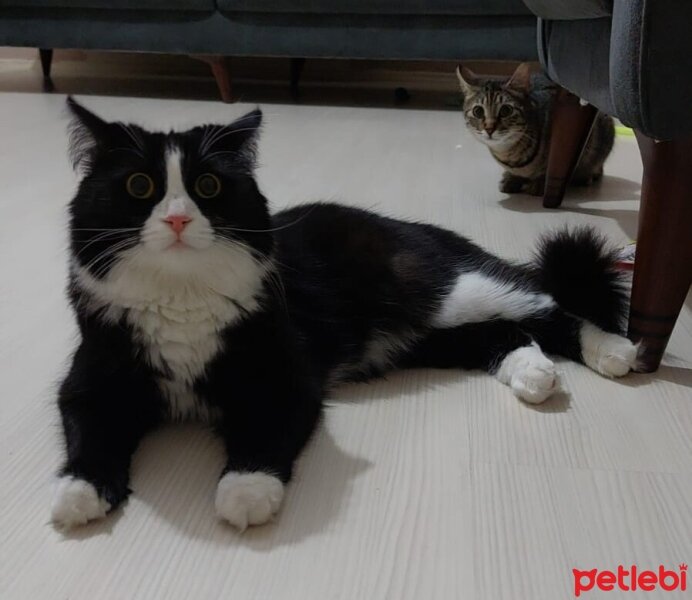 Tuxedo (Smokin) Kedi, Kedi  Robin fotoğrafı