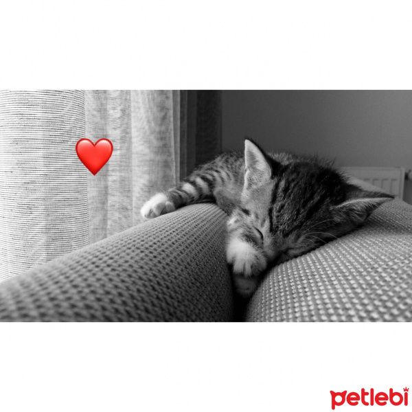 Tekir Kedi, Kedi  maya fotoğrafı