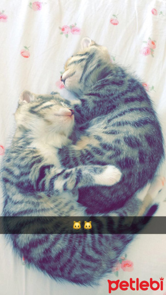 Tekir Kedi, Kedi  maya fotoğrafı