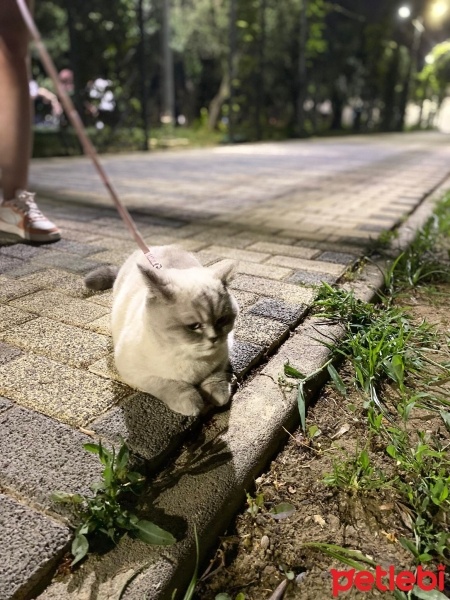 British Shorthair, Kedi  Elsa fotoğrafı