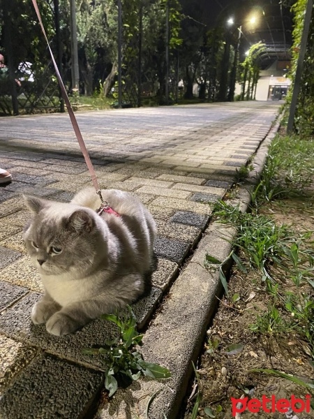 British Shorthair, Kedi  Elsa fotoğrafı