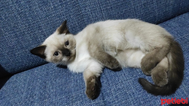 Birman, Kedi  KARAMEL fotoğrafı