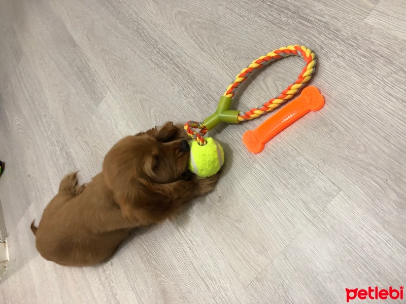 İngiliz Cocker Spaniel, Köpek  Tarçın fotoğrafı
