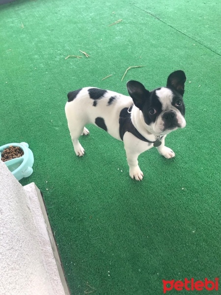 Fransız Bulldog, Köpek  ceku fotoğrafı