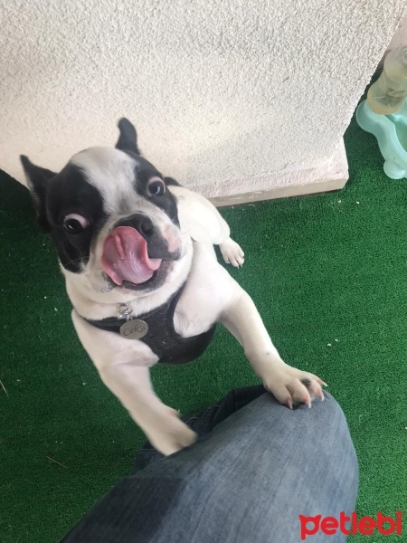 Fransız Bulldog, Köpek  ceku fotoğrafı