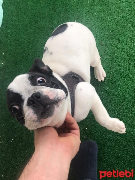 Fransız Bulldog, Köpek  ceku fotoğrafı
