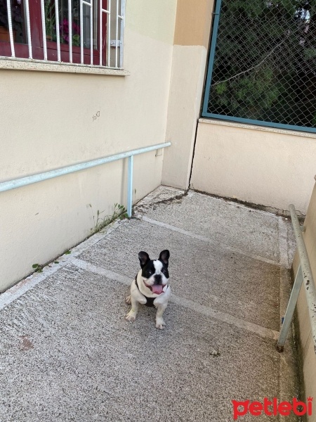 Fransız Bulldog, Köpek  ceku fotoğrafı