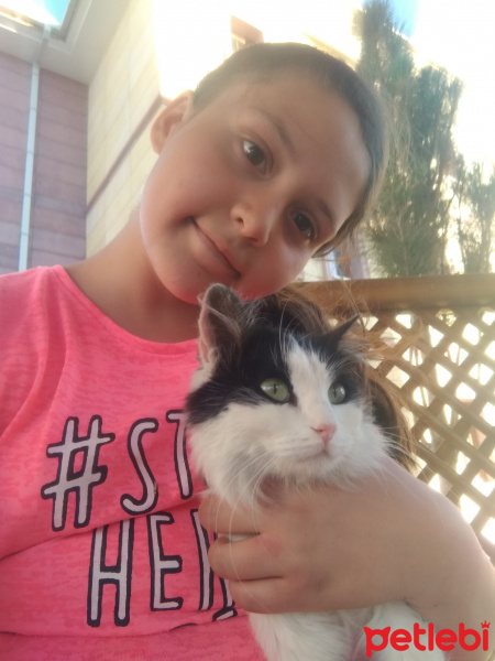 Chinchilla, Kedi  Puffy fotoğrafı