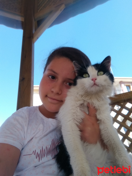 Chinchilla, Kedi  Puffy fotoğrafı