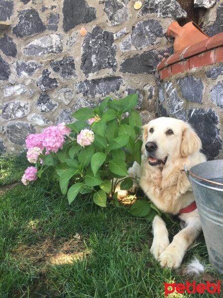 Golden Retriever, Köpek  Angel fotoğrafı