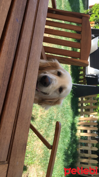 Golden Retriever, Köpek  Angel fotoğrafı