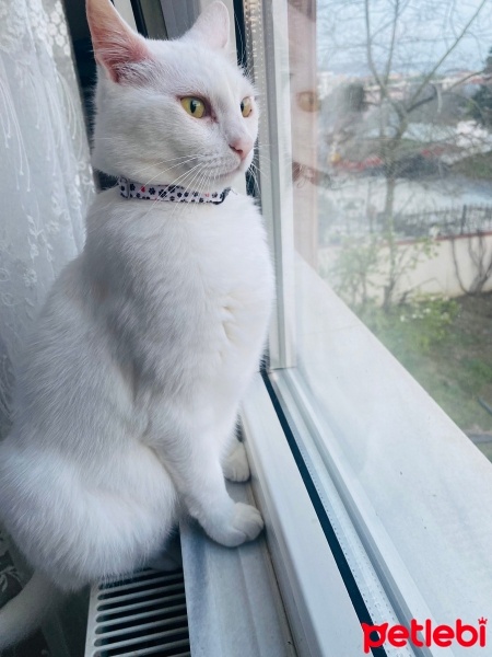 Ankara Kedisi, Kedi  Leydi fotoğrafı