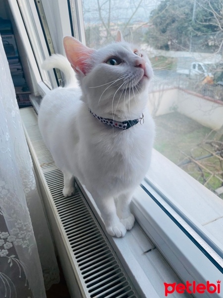 Ankara Kedisi, Kedi  Leydi fotoğrafı