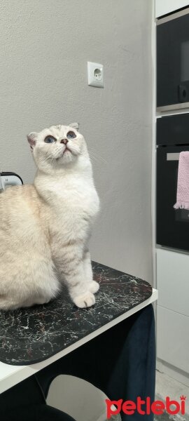 Scottish Fold, Kedi  Maviş fotoğrafı