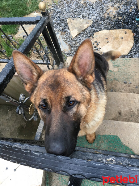 Alman Çoban Köpeği, Köpek  Ares fotoğrafı