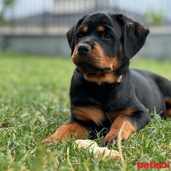 Rottweiler, Köpek  Rita fotoğrafı