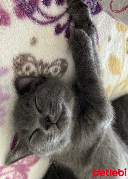 British Shorthair, Kedi  Mavi fotoğrafı