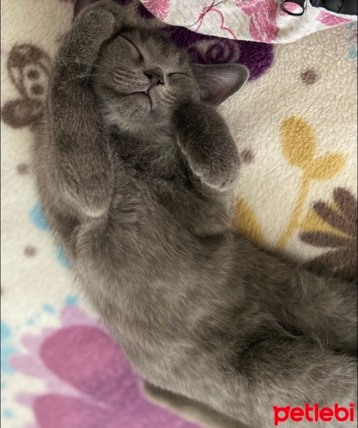 British Shorthair, Kedi  Mavi fotoğrafı