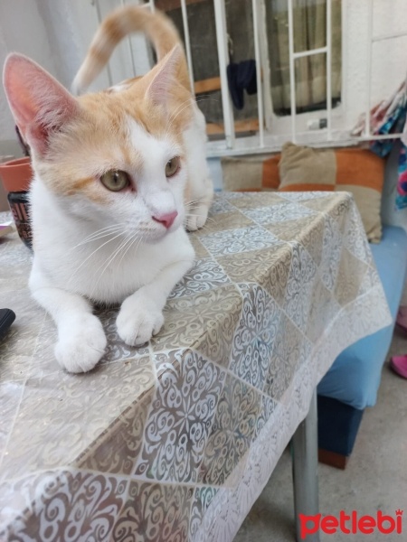 Tekir Kedi, Kedi  Pamuk fotoğrafı
