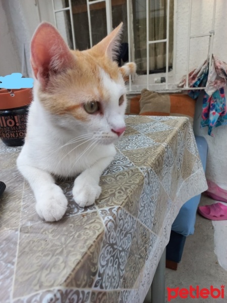 Tekir Kedi, Kedi  Pamuk fotoğrafı