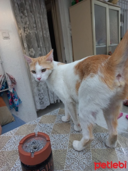 Tekir Kedi, Kedi  Pamuk fotoğrafı
