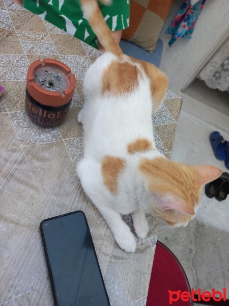 Tekir Kedi, Kedi  Pamuk fotoğrafı