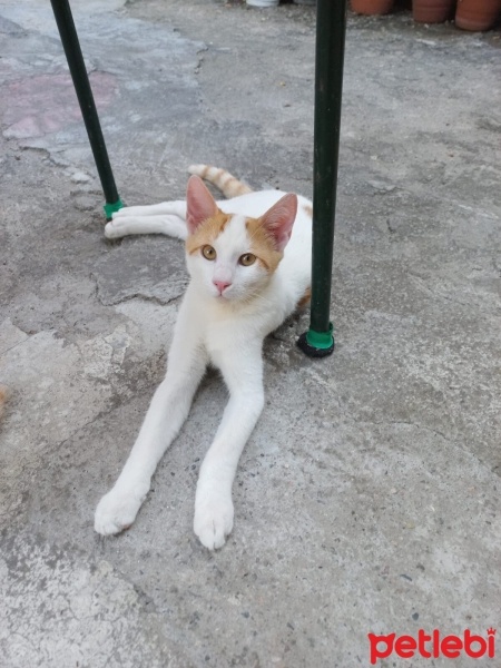 Tekir Kedi, Kedi  Efe fotoğrafı