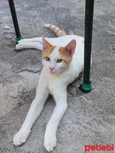 Tekir Kedi, Kedi  Efe fotoğrafı