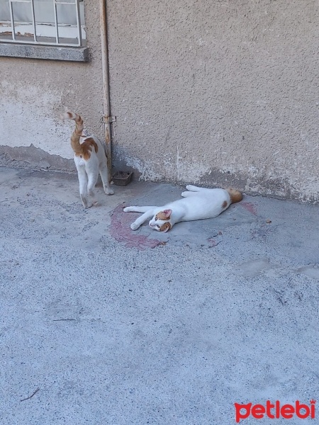 Tekir Kedi, Kedi  Efe fotoğrafı