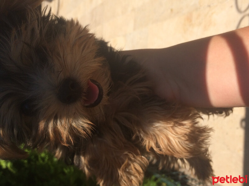 Yorkshire Terrier, Köpek  Fortuna  fotoğrafı