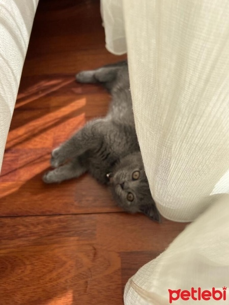 British Shorthair, Kedi  Pati fotoğrafı