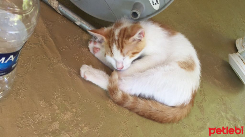 Ankara Kedisi, Kedi  Sariko fotoğrafı