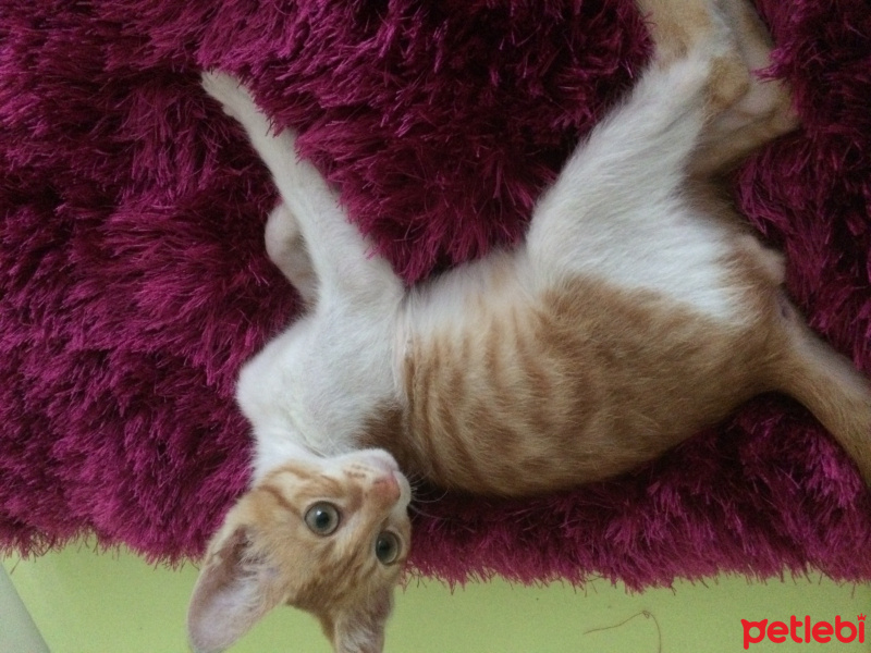 Tekir Kedi, Kedi  Mazlum fotoğrafı