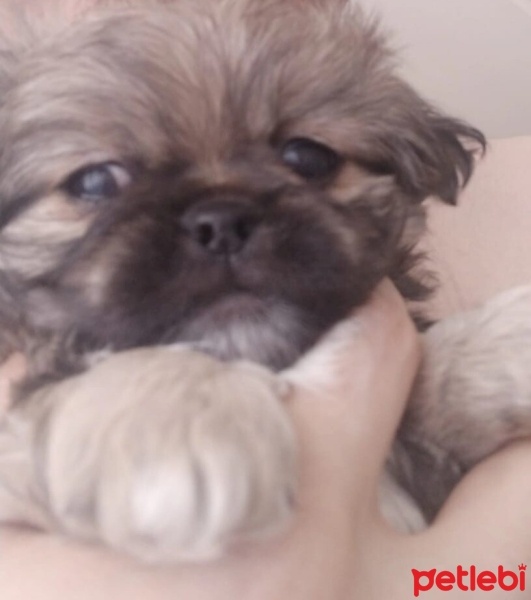 Pekingese, Köpek  Bıdık fotoğrafı