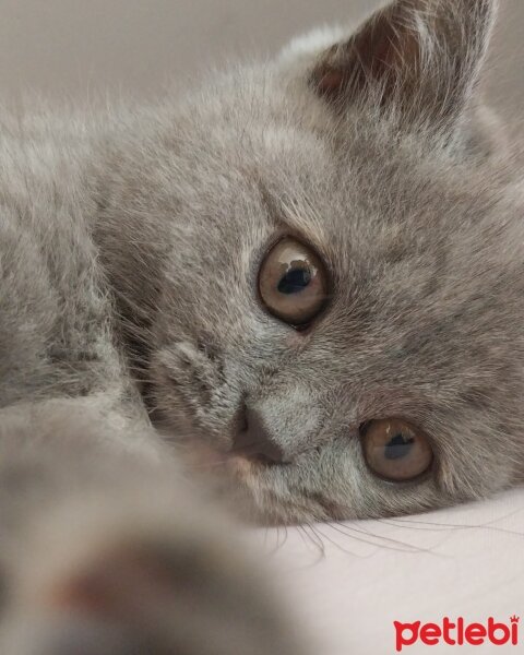 British Shorthair, Kedi  Lily fotoğrafı