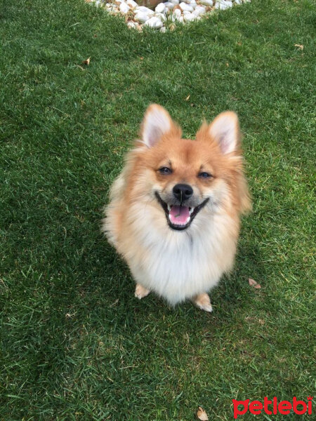 Pomeranyalı, Köpek  BOBO fotoğrafı